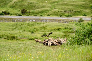 Bir grup Griffon akbabası yerde yemek yiyor. Gyps fulvus