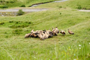Pirenelerdeki bir çayırda beslenen bir grup akbaba.