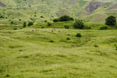 Bir grup Akbaba yemek için toplandıktan sonra bir çayıra dağıldı..