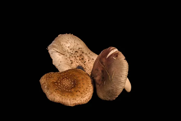 Fotografia Estudio Tres Cogumelos Silvestres — Foto de Stock
