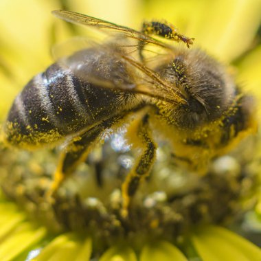 Fotografia de Eleentos naturais em ambiente silvestre. Registos de makrofotografia. Inseto prodüktör de mel, pousa nas flores para lhes retirar o polen.
