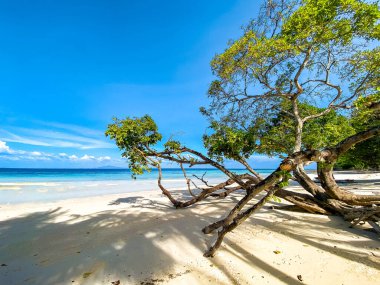 Laem Tong Sahili veya Koh Phi Phi 'deki Laemtong Körfezi, Krabi, Tayland, Güney Doğu Asya