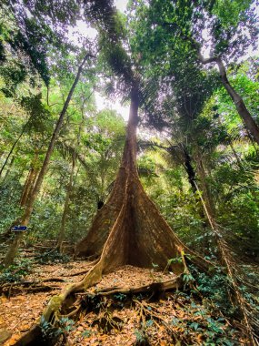 Tayland, Krabi 'deki Wat Tham Suea ya da Kaplan Mağarası Tapınağı' nın havadan görünüşü.