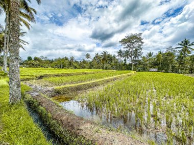 Desa, Gianyar Regency, Bali, Endonezya, Güney Doğu Asya 'da pirinç tarlası.