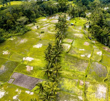 Gianyar Regency, Bali, Endonezya, Güney Doğu Asya 'daki Desa pirinç tarlasının havadan görünüşü