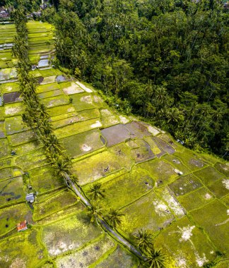 Gianyar Regency, Bali, Endonezya, Güney Doğu Asya 'daki Desa pirinç tarlasının havadan görünüşü