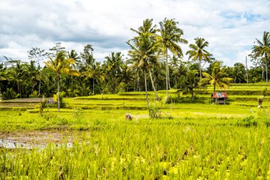Desa, Gianyar Regency, Bali, Endonezya, Güney Doğu Asya 'da pirinç tarlası.