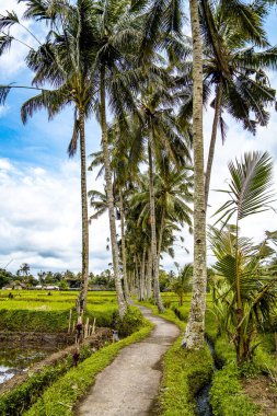 Desa, Gianyar Regency, Bali, Endonezya, Güney Doğu Asya 'da pirinç tarlası.