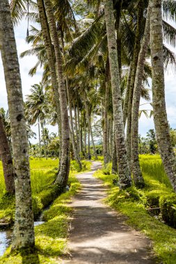 Desa, Gianyar Regency, Bali, Endonezya, Güney Doğu Asya 'da pirinç tarlası.