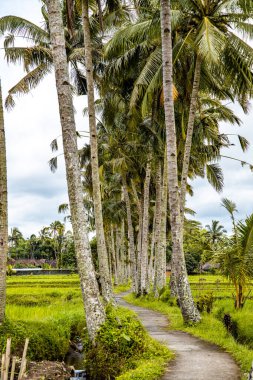 Desa, Gianyar Regency, Bali, Endonezya, Güney Doğu Asya 'da pirinç tarlası.