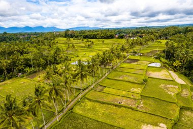 Gianyar Regency, Bali, Endonezya, Güney Doğu Asya 'daki Desa pirinç tarlasının havadan görünüşü