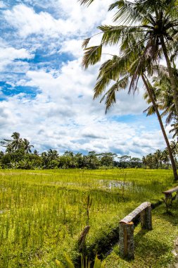 Desa, Gianyar Regency, Bali, Endonezya, Güney Doğu Asya 'da pirinç tarlası.