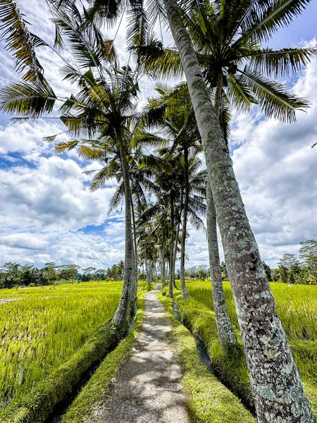 インドネシア バリ島Gianyar RegencyのDesa Mancingan水田 東南アジア — ストック写真