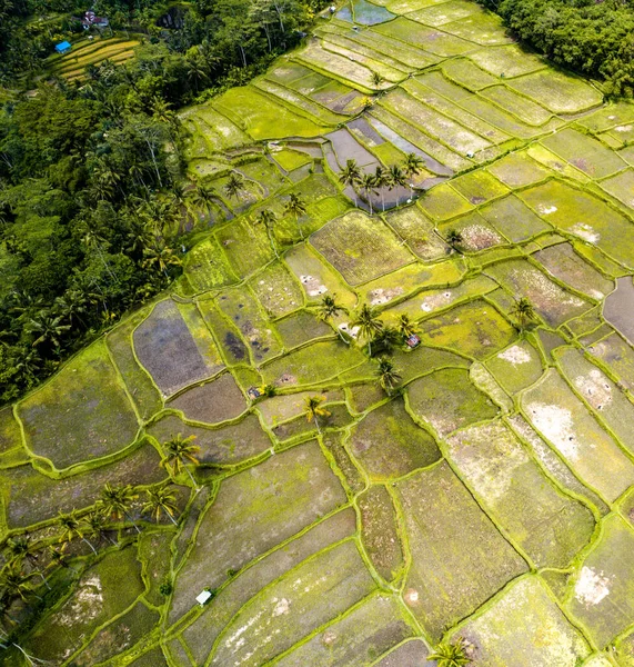Dilihat Dari Udara Desa Mancingan Sawah Kabupaten Gianyar Bali Indonesia — Stok Foto