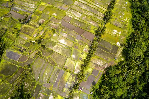 印度尼西亚巴厘岛Gianyar县Desa Mancingan稻田的空中景观 — 图库照片