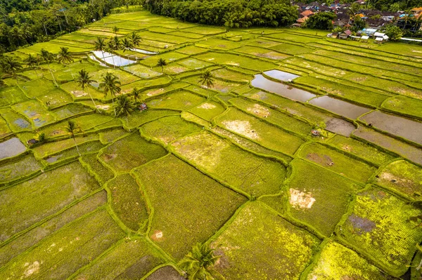 Flygfoto Över Desa Mancingan Risfält Gianyar Regency Bali Indonesien Sydostasien — Stockfoto