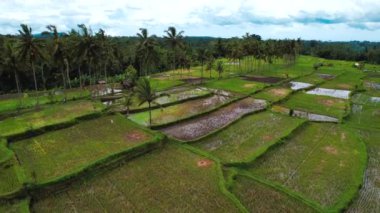 Gianyar Regency, Bali, Endonezya, Güney Doğu Asya 'daki Desa pirinç tarlasının havadan görünüşü