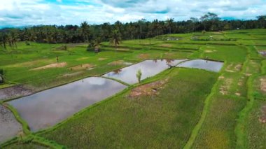 Gianyar Regency, Bali, Endonezya, Güney Doğu Asya 'daki Desa pirinç tarlasının havadan görünüşü