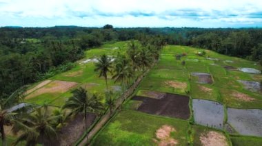 Gianyar Regency, Bali, Endonezya, Güney Doğu Asya 'daki Desa pirinç tarlasının havadan görünüşü