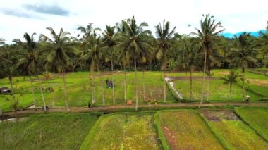 Gianyar Regency, Bali, Endonezya, Güney Doğu Asya 'daki Desa pirinç tarlasının havadan görünüşü