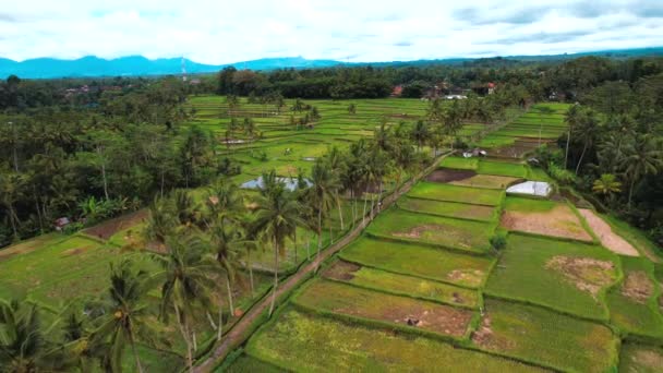 Вид Воздуха Рисовое Поле Desa Mancingan Джаньяр Ридженси Бали Индонезия — стоковое видео