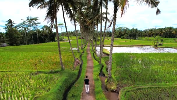 Veduta Aerea Del Campo Riso Desa Mancingan Gianyar Regency Bali — Video Stock