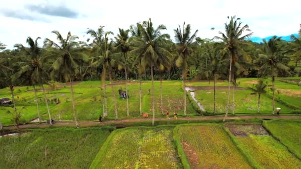 Veduta Aerea Del Campo Riso Desa Mancingan Gianyar Regency Bali — Video Stock