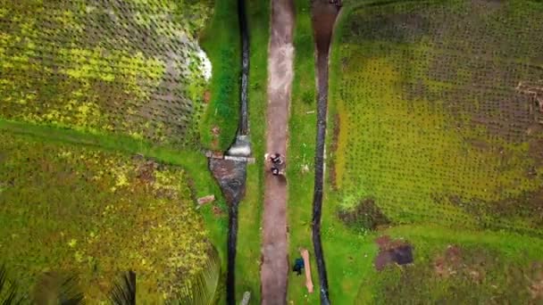 Widok Lotu Ptaka Pole Ryżowe Desa Mancingan Gianyar Regency Bali — Wideo stockowe