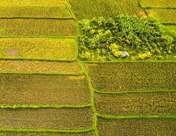 乌布德 印度尼西亚 东南亚住宅区的空中景观 — 图库照片