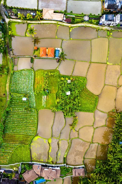 Pemandangan Udara Wilayah Pemukiman Ubud Bali Indonesia Asia Tenggara — Stok Foto