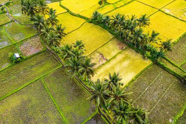 Ubud, Bali, Endonezya, Güney Doğu Asya 'daki yerleşim alanlarının hava görüntüsü