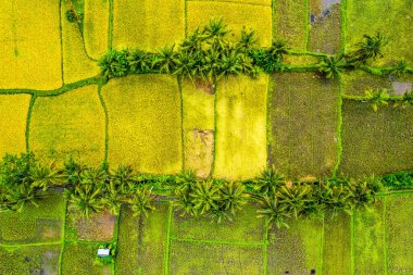 Ubud, Bali, Endonezya, Güney Doğu Asya 'daki yerleşim alanlarının hava görüntüsü