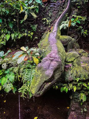 Ubud, Bali, Endonezya 'daki Maymun Ormanı. Yüksek kalite fotoğraf