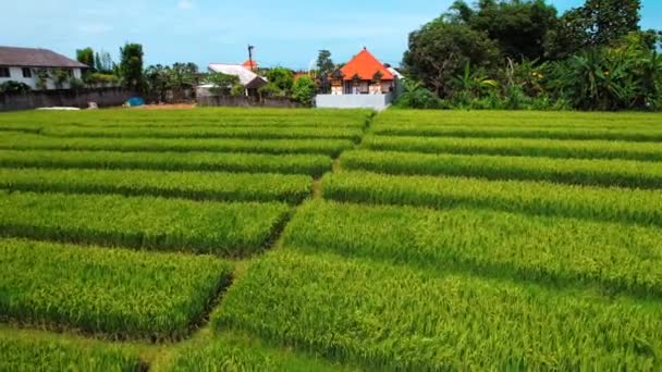 Letecký Pohled Rýžové Terasy Canggu Bali Indonésie Jihovýchodní Asie — Stock video