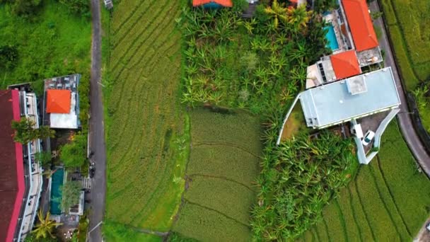 Luchtfoto Van Rijstterrassen Canggu Bali Indonesië Zuidoost Azië — Stockvideo