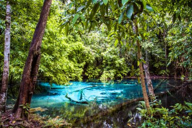 Tayland, Krabi 'deki zümrüt havuz. Yüksek kalite fotoğraf