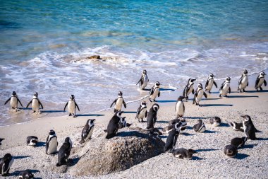 Güney Afrika, Cape Town 'daki Boulders Beach Penguen kolonisi. Yüksek kalite fotoğraf