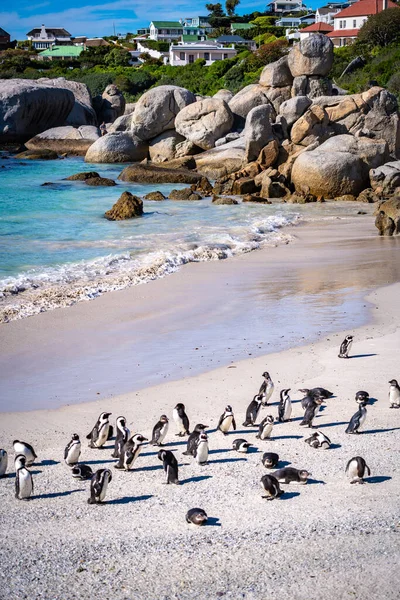 Güney Afrika, Cape Town 'daki Boulders Beach Penguen kolonisi. Yüksek kalite fotoğraf