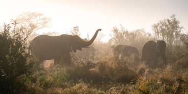 Güney Afrika 'daki Kruger Ulusal Parkı' nda fil yaklaşıyor. Yüksek kalite fotoğraf