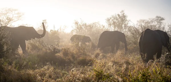 Güney Afrika 'daki Kruger Ulusal Parkı' nda fil yaklaşıyor. Yüksek kalite fotoğraf