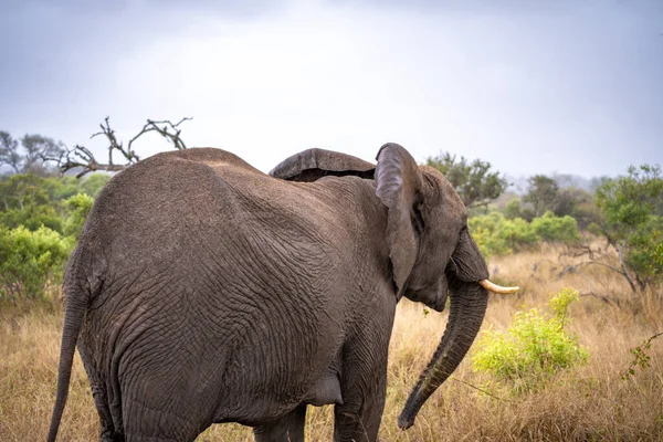 Güney Afrika 'daki Kruger Ulusal Parkı' nda fil yaklaşıyor. Yüksek kalite fotoğraf