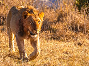 Vahşi Aslanlar, Güney Afrika 'daki Ladysmith' te bulunan Nambiti Hills 'te özel koruma alanıyla gurur duyarlar. Yüksek kalite fotoğraf