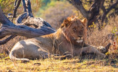 Vahşi Aslanlar, Güney Afrika 'daki Ladysmith' te bulunan Nambiti Hills 'te özel koruma alanıyla gurur duyarlar. Yüksek kalite fotoğraf