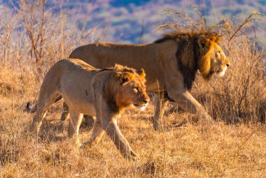Vahşi Aslanlar, Güney Afrika 'daki Ladysmith' te bulunan Nambiti Hills 'te özel koruma alanıyla gurur duyarlar. Yüksek kalite fotoğraf