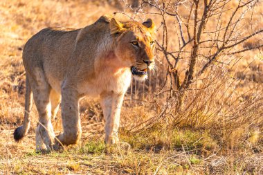 Vahşi Aslanlar, Güney Afrika 'daki Ladysmith' te bulunan Nambiti Hills 'te özel koruma alanıyla gurur duyarlar. Yüksek kalite fotoğraf