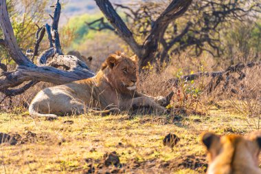 Vahşi Aslanlar, Güney Afrika 'daki Ladysmith' te bulunan Nambiti Hills 'te özel koruma alanıyla gurur duyarlar. Yüksek kalite fotoğraf