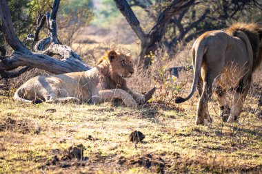Vahşi Aslanlar, Güney Afrika 'daki Ladysmith' te bulunan Nambiti Hills 'te özel koruma alanıyla gurur duyarlar. Yüksek kalite fotoğraf