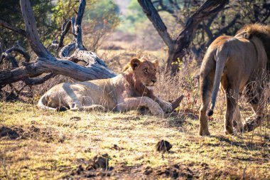 Vahşi Aslanlar, Güney Afrika 'daki Ladysmith' te bulunan Nambiti Hills 'te özel koruma alanıyla gurur duyarlar. Yüksek kalite fotoğraf