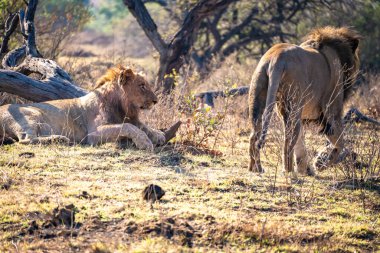 Vahşi Aslanlar, Güney Afrika 'daki Ladysmith' te bulunan Nambiti Hills 'te özel koruma alanıyla gurur duyarlar. Yüksek kalite fotoğraf