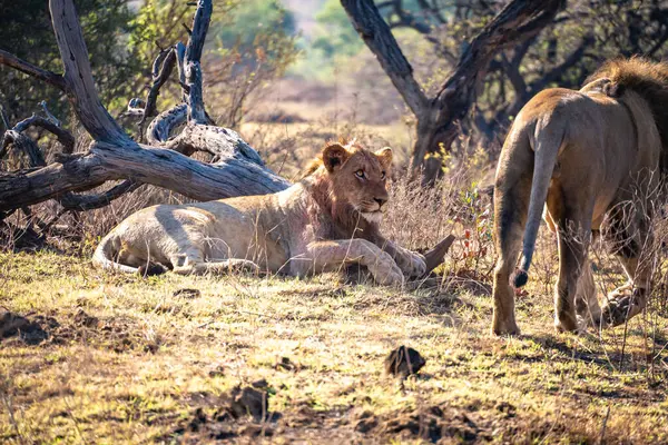 Vahşi Aslanlar, Güney Afrika 'daki Ladysmith' te bulunan Nambiti Hills 'te özel koruma alanıyla gurur duyarlar. Yüksek kalite fotoğraf